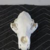 Black Bear Taxidermy Skull