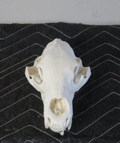 Black Bear Taxidermy Skull