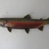 Steelhead Realskin Taxidermy