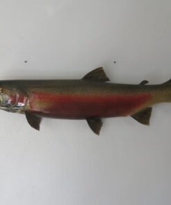 Steelhead Realskin Taxidermy