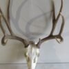 Mule Deer European Mount M-107