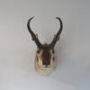 Pronghorn Antelope Taxidermy Mount