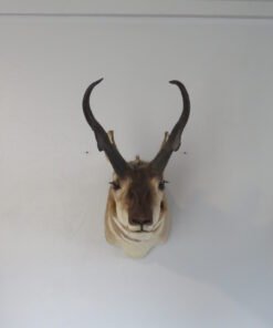 Pronghorn Antelope Taxidermy Mount