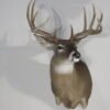 Whitetail Trophy Taxidermy