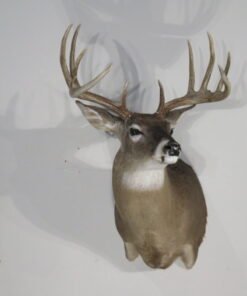 Whitetail Trophy Taxidermy