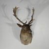 Chocolate Fallow Deer Taxidermy