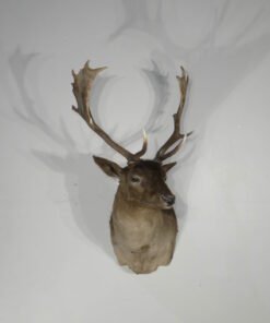 Chocolate Fallow Deer Taxidermy