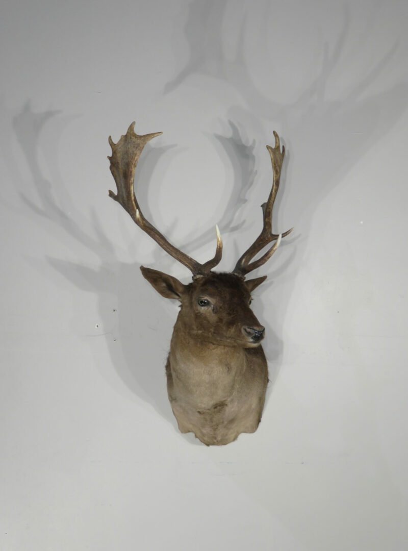 Chocolate Fallow Deer Taxidermy