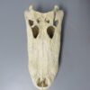 Alligator Skull For Sale