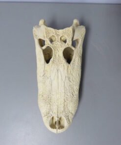Alligator Skull For Sale