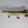 Tiger Muskie Taxidermy