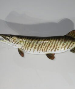 Tiger Muskie Taxidermy