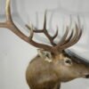 Rocky Mountain Bull Elk Taxidermy