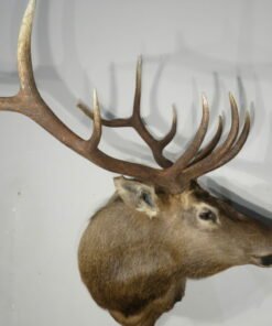 Rocky Mountain Bull Elk Taxidermy