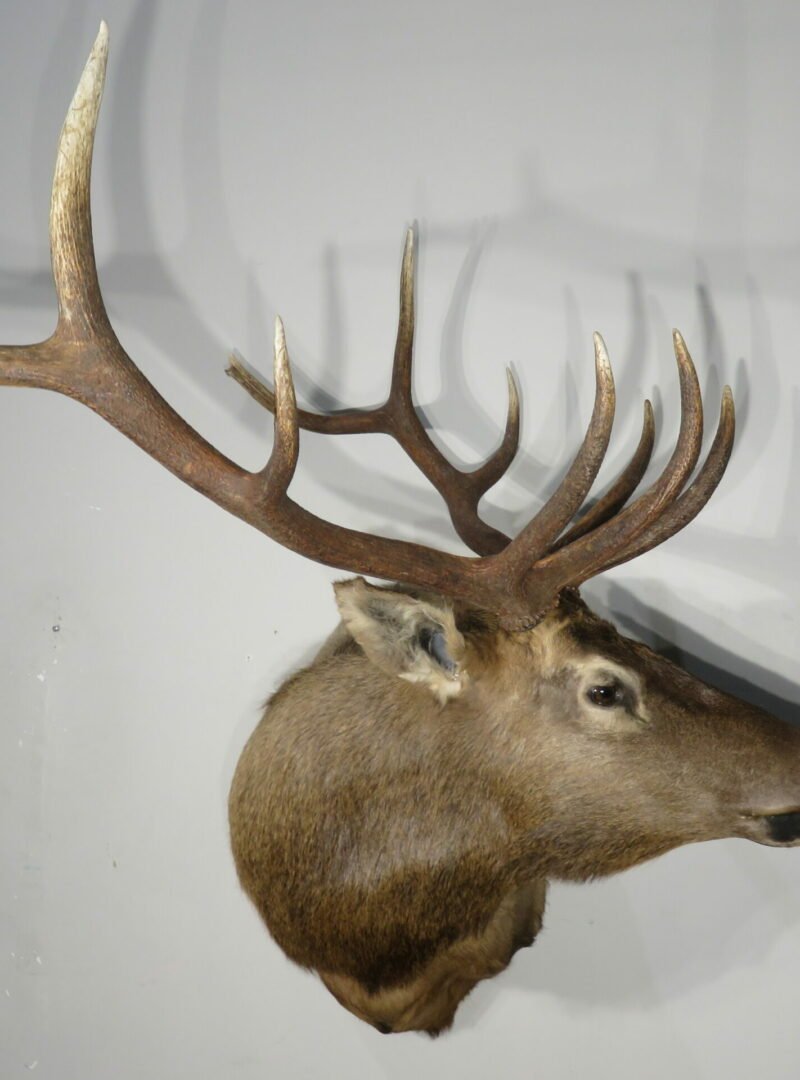 Rocky Mountain Bull Elk Taxidermy