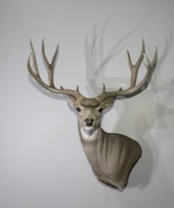 Mule Deer Taxidermy