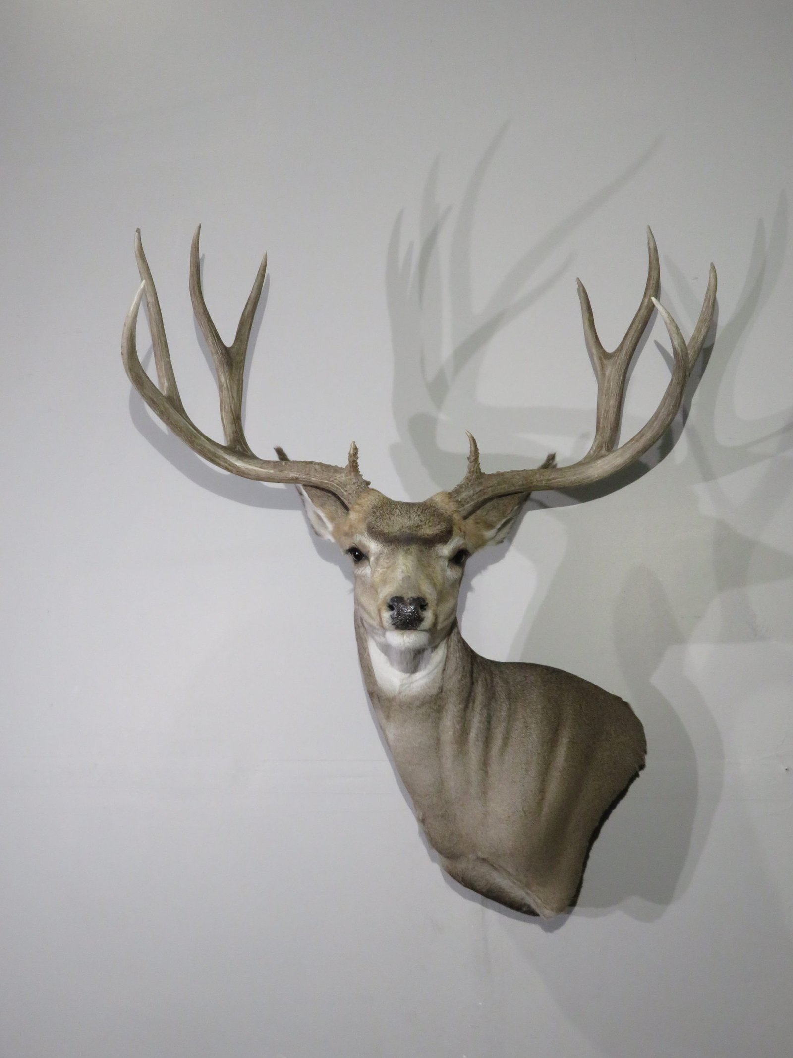 Mule Deer Taxidermy
