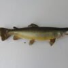Brown Trout Real skin taxidermy Mount
