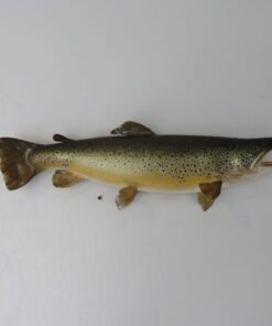 Brown Trout Real skin taxidermy Mount
