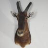 Tsessebe Shoulder Taxidermy Mount