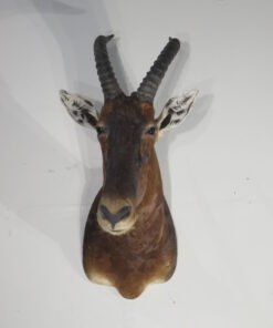 Tsessebe Shoulder Taxidermy Mount