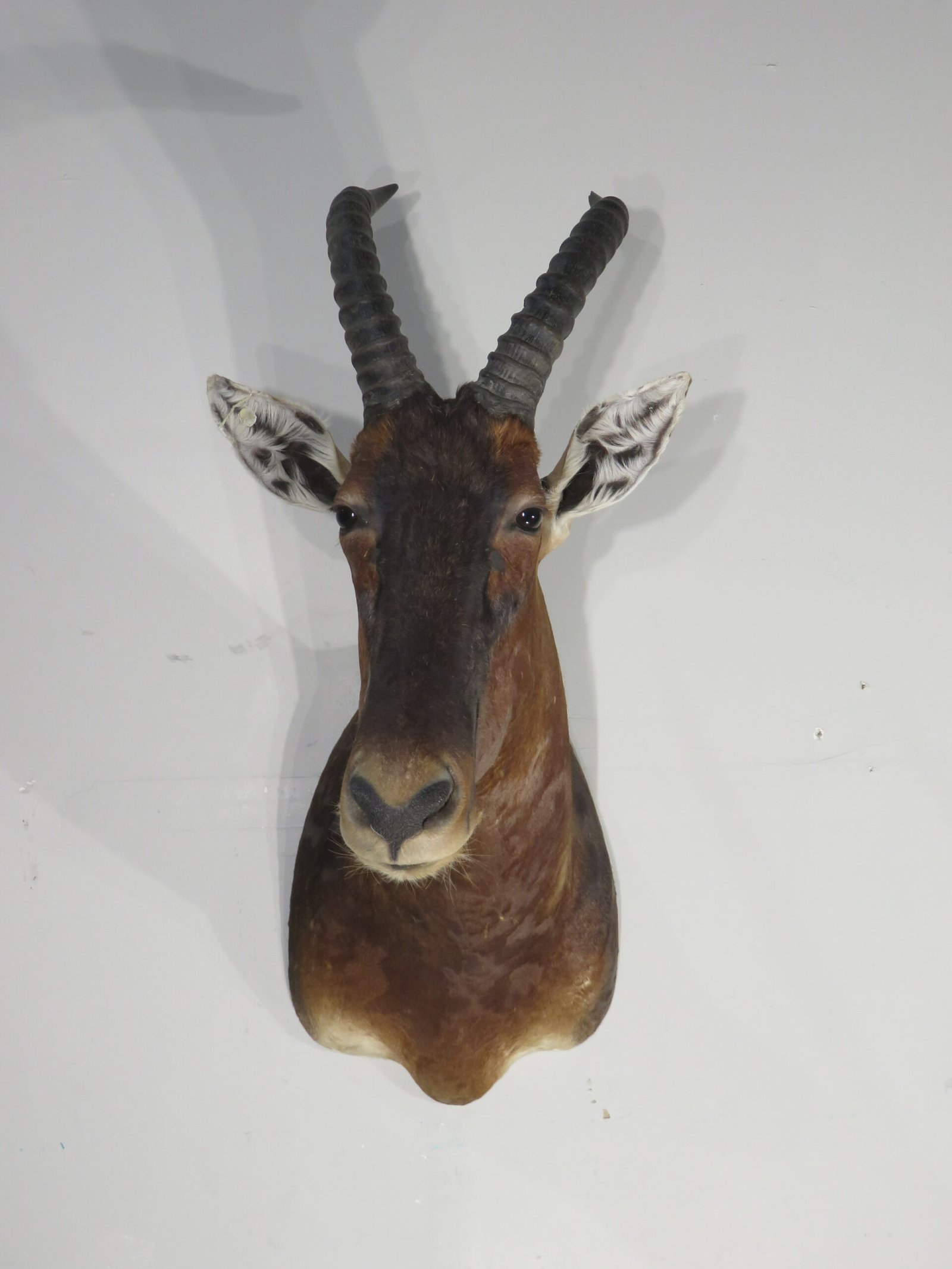 Tsessebe Shoulder Taxidermy Mount