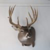 Trophy Class Whitetail Mount