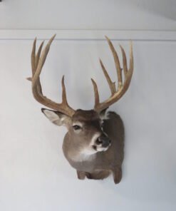 Trophy Class Whitetail Mount