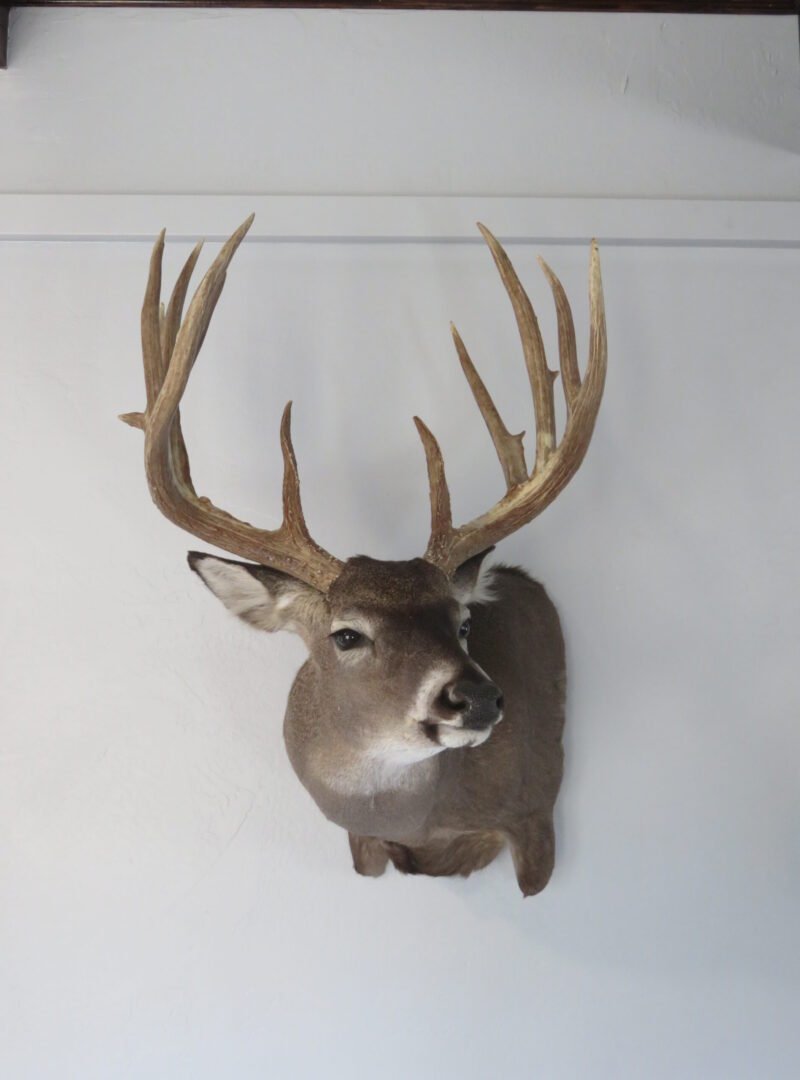 Trophy Class Whitetail Mount