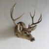 Mule Deer Taxidermy Mount. DM-111