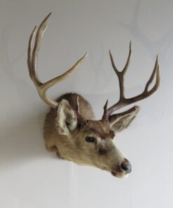 Mule Deer Taxidermy Mount. DM-111