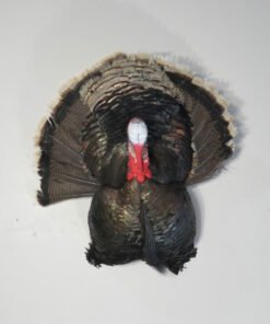 Turkey Mounts For Sale