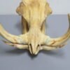 Warthog Skull For Sale