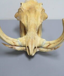 Warthog Skull For Sale
