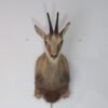 Chamois taxidermy