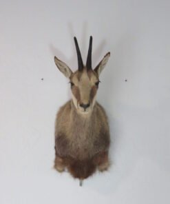 Chamois taxidermy