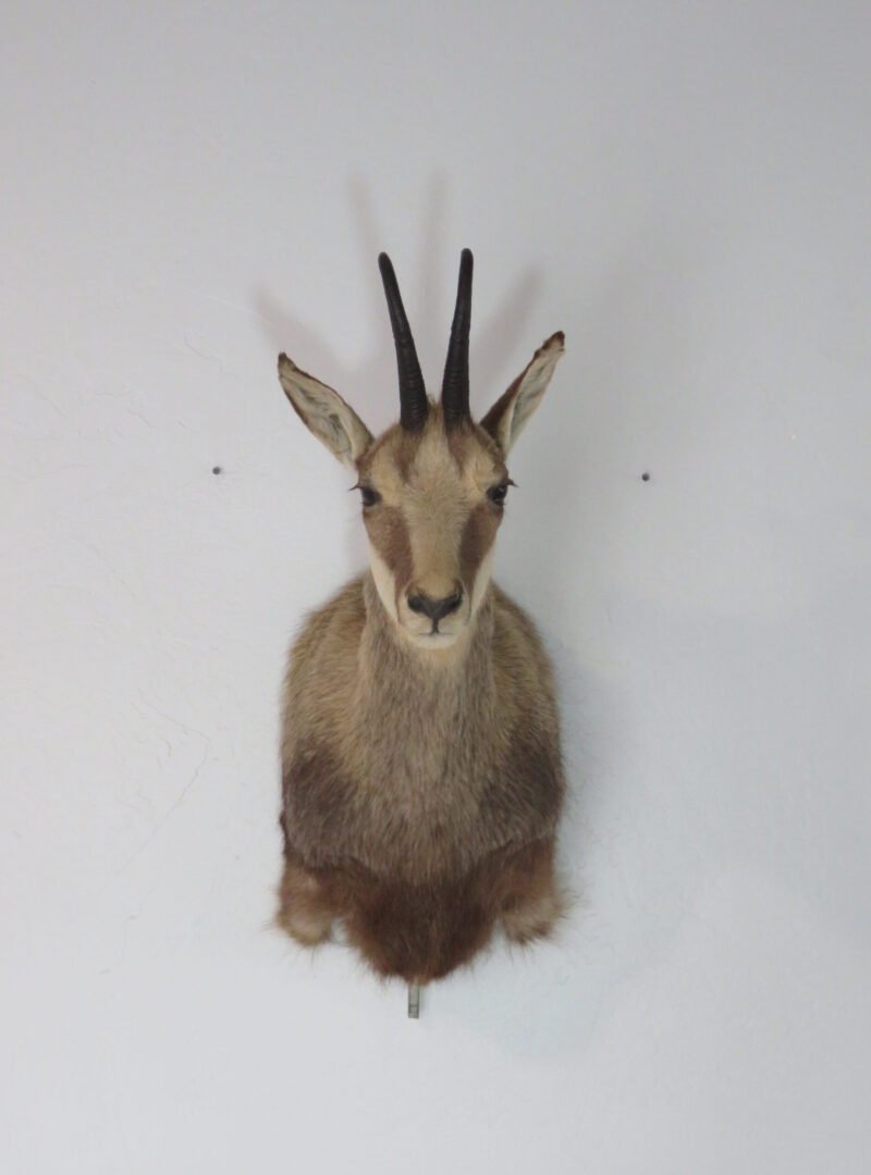 Chamois taxidermy