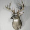 Whitetail Trophy Class