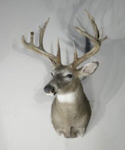 Whitetail Trophy Class
