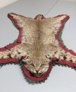 Bobcat Taxidermy Rug