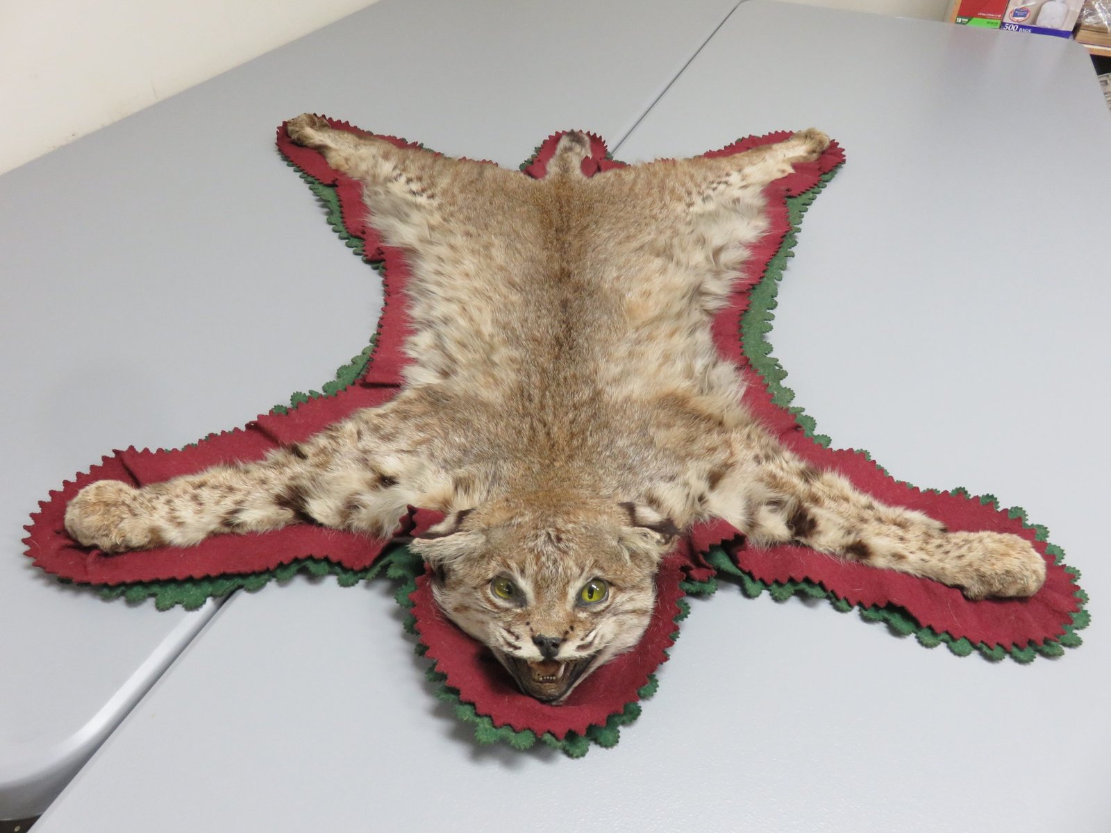 Bobcat Taxidermy Rug