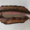 Steelhead Taxidermy Fish