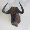 Black Wildebeest Shoulder Mount
