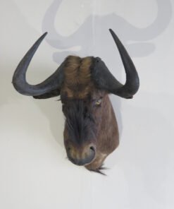 Black Wildebeest Shoulder Mount