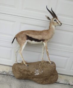 Full Body Thomson’s Gazelle Taxidermy. X-168TG