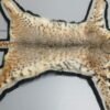 Bobcat Taxidermy Rug