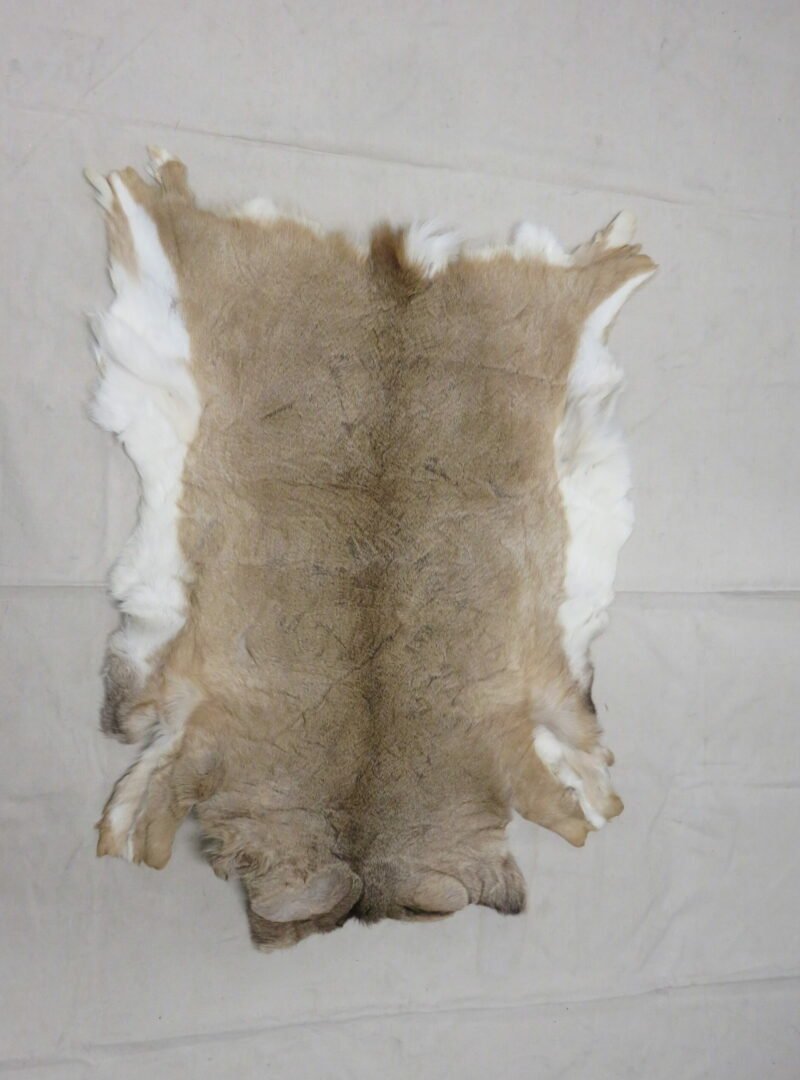 Whitetail Taxidermy Skin