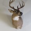 Whitetail Deer Shoulder Mount