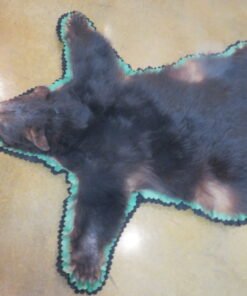 Bear Skin Taxidermy Rug