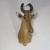 African Western Hartebeest Taxidermy